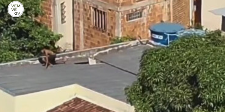 Homem é preso após perseguição no Santa Helena, em Valadares