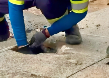 Águas de Valadares descobre “Gato de água” no Belvedere