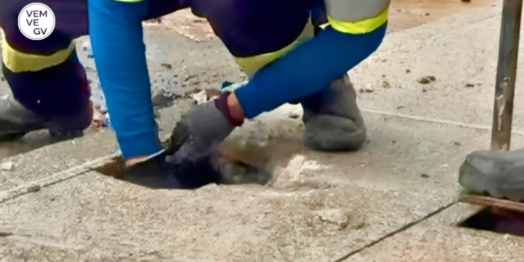 Águas de Valadares descobre “Gato de água” no Belvedere