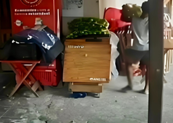 PM de folga flagra homem furtando saco de laranjas em Valadares