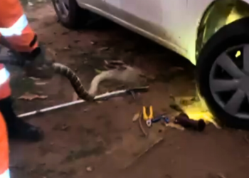 Serpente de 2 metros é encontrada no motor de carro na Univale, em Valadares