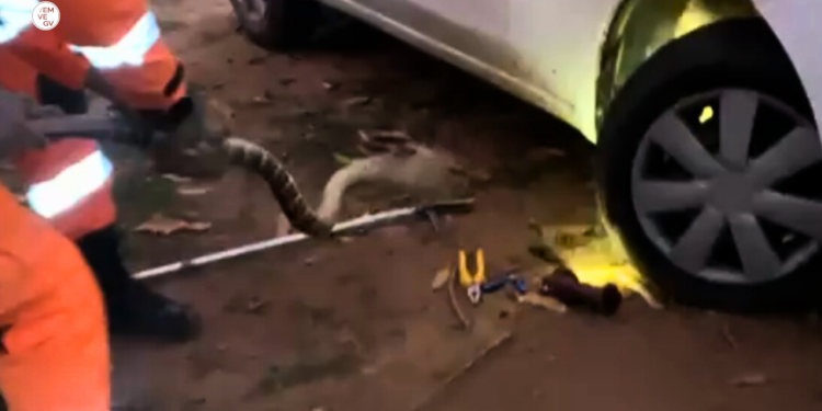 Serpente de 2 metros é encontrada no motor de carro na Univale, em Valadares