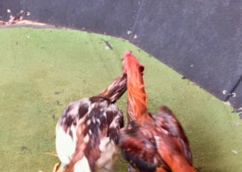 Homem é multado por promover rinha de galos em Teófilo Otoni MG