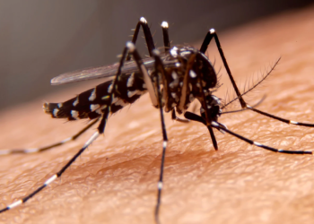 Valadares em alerta: sobe infestação do Aedes aegypti