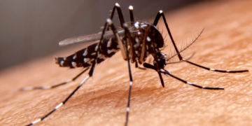 Valadares em alerta: sobe infestação do Aedes aegypti