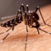Valadares em alerta: sobe infestação do Aedes aegypti