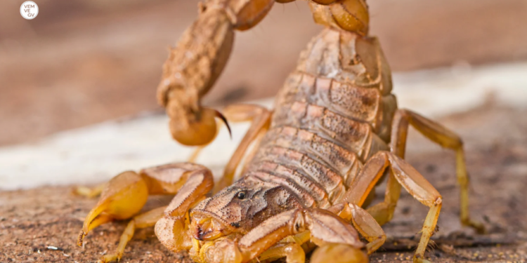Médica é indiciada após morte de criança picada por escorpião em Itanhomi