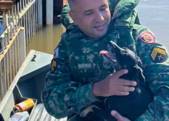 Mais um resgate de animal por parte de PMs de Governador Valadares, no RS.