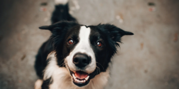Feira de adoção de cães acontece neste sábado ( 15/02 ) em GV