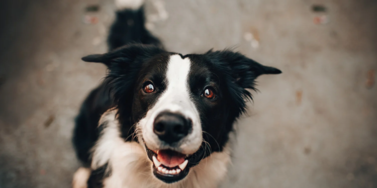 Feira de adoção de cães acontece neste sábado ( 15/02 ) em GV