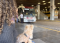 Animais de estimação poderão viajar em ônibus em MG