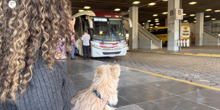 Animais de estimação poderão viajar em ônibus em MG