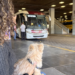 Animais de estimação poderão viajar em ônibus em MG