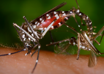 Minas chega a cinco mortes por dengue em 2025; casos passam de 13 mil