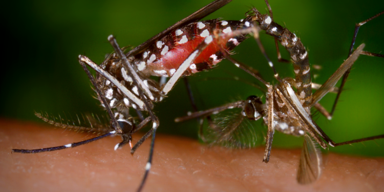 Minas chega a cinco mortes por dengue em 2025; casos passam de 13 mil