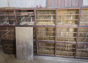 Quinze pássaros silvestres são resgatados de cativeiro irregular em Valadares