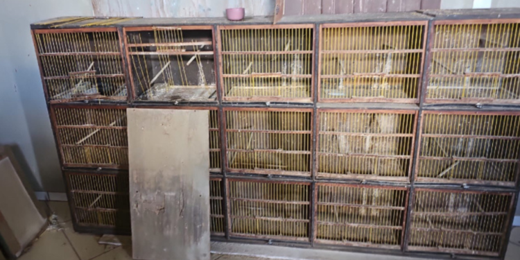 Quinze pássaros silvestres são resgatados de cativeiro irregular em Valadares