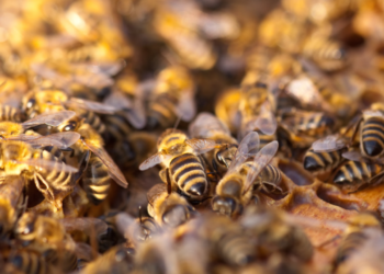 Cadeirante em situação de rua morre após ataque de abelhas no Centro de Valadares