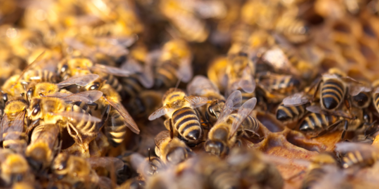 Cadeirante em situação de rua morre após ataque de abelhas no Centro de Valadares