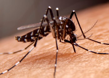 Dengue faz 15 vítimas fatais em Minas