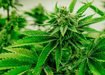 Anvisa propõe venda de Cannabis medicinal em farmácias de manipulação