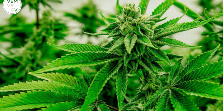 Anvisa propõe venda de Cannabis medicinal em farmácias de manipulação