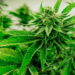 Anvisa propõe venda de Cannabis medicinal em farmácias de manipulação