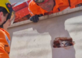 Gata presa é resgatada pelos bombeiros no Grã-Duquesa em Valadares