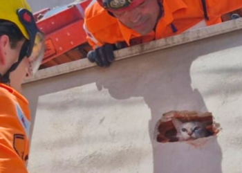 Gata presa é resgatada pelos bombeiros no Grã-Duquesa em Valadares