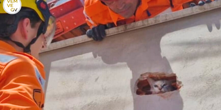 Gata presa é resgatada pelos bombeiros no Grã-Duquesa em Valadares