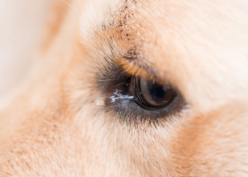 Mulher é indiciada por atropelar e não prestar socorro à cadela em Valadares