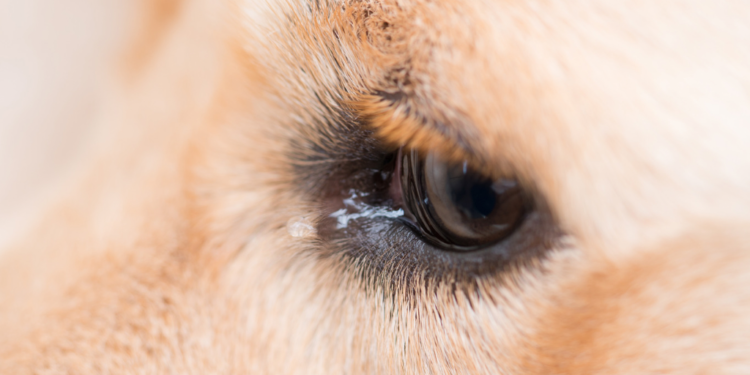 Mulher é indiciada por atropelar e não prestar socorro à cadela em Valadares