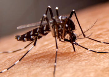 Dengue já infectou mais de 1 milhão e matou 681 pessoas no Brasil em 2025