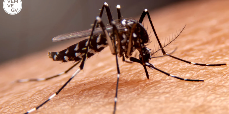 Dengue já infectou mais de 1 milhão e matou 681 pessoas no Brasil em 2025
