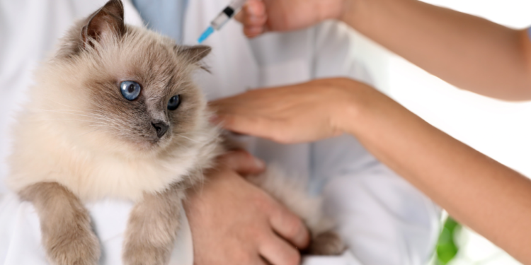 Zoonoses promove nova rodada da vacinação antirrábica neste sábado