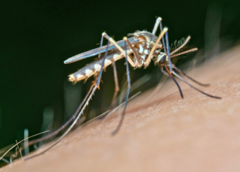 Infestação de Aedes aegypti avança em Valadares e atinge 4,2% dos imóveis