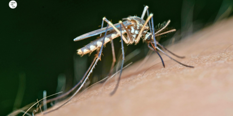 Infestação de Aedes aegypti avança em Valadares e atinge 4,2% dos imóveis