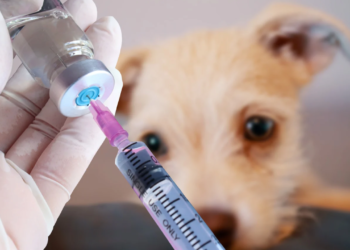 Valadares realiza Dia D da vacinação antirrábica neste sábado ( 30/08 )