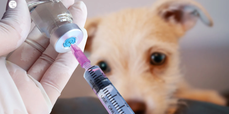 Valadares realiza Dia D da vacinação antirrábica neste sábado ( 30/08 )