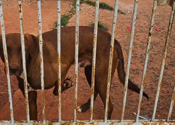 Cão é abandonado após mudança de moradores em Governador Valadares