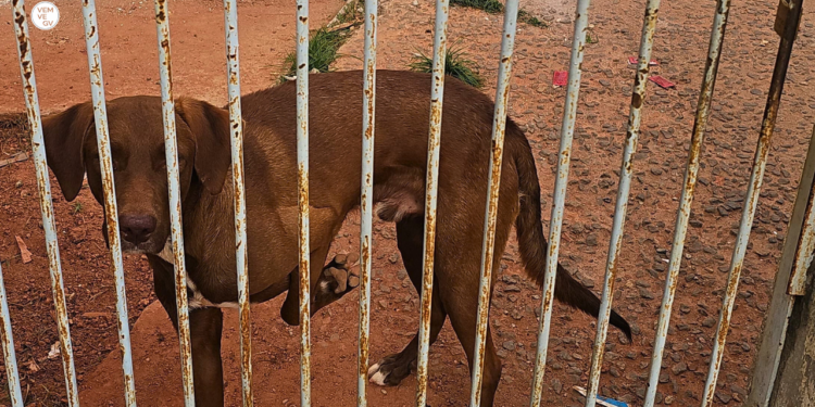 Cão é abandonado após mudança de moradores em Governador Valadares