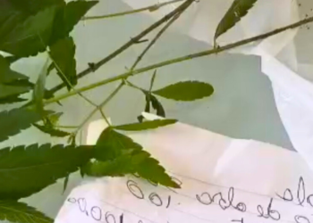 Dono de estofaria diz que cliente pagava com maconha e acaba preso em Valadare