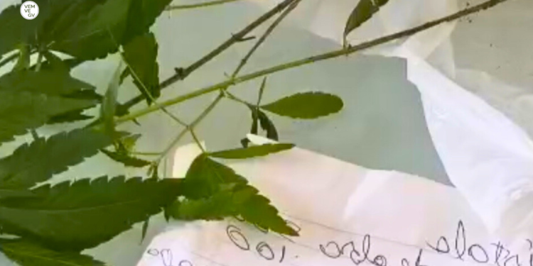 Dono de estofaria diz que cliente pagava com maconha e acaba preso em Valadare