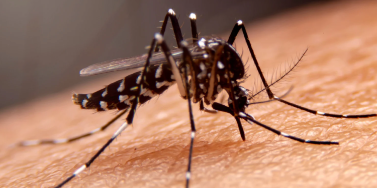 Vistorias do 4º LIRAa do ano começam nesta segunda-feira em Valadares