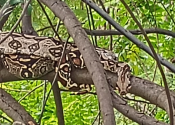 Jiboia de cerca de 2 metros é resgatada pelo Corpo de Bombeiros em Governador Valadares