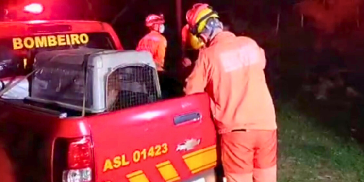 Corpo é encontrado em cova rasa no Conjunto Sir, em Valadares