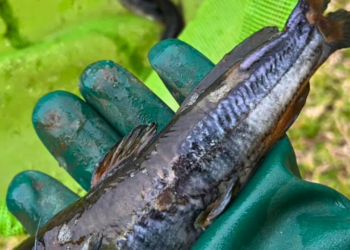 Acidente com soda cáustica em Mariana não afeta abastecimento de água em Valadares, diz Defesa Civil