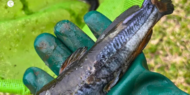 Acidente com soda cáustica em Mariana não afeta abastecimento de água em Valadares, diz Defesa Civil