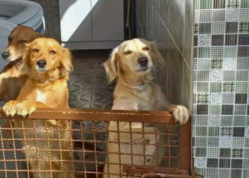 Campanha de vacinação contra a raiva em cães e gatos começa em MG