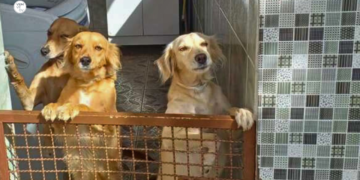 Campanha de vacinação contra a raiva em cães e gatos começa em MG